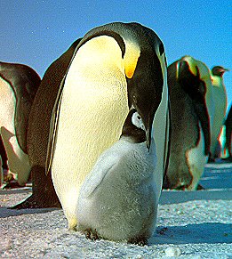 [FeedTheChick.jpg]
Here a picture of a penguin chick feeding directly from the mouth of the parent.