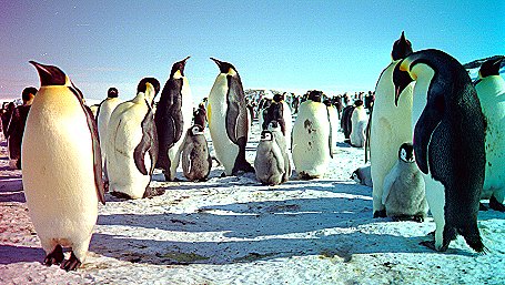 [GatheringEmperors.jpg]
Meeting place for penguins