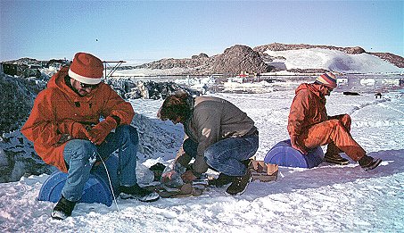 [SkuaRing.jpg]
3 ornithologists are catching skuas to measure and weight them, and to put numbered rings on those without. A carcass was set on the ice to attract them and then it was a hilarious lasso party against those intelligent (and aggressive) birds.