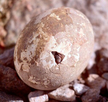 [AdelieEgg.jpg]
Eclosion d'un oeuf de manchot. On peut voir le bec du poussin en train de brider la coquille.