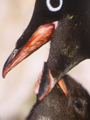 [AdelieFeedV2.jpg]
Close up view on a spiny penguin tongue. This helps holding and swallowing slippery preys such as fish.