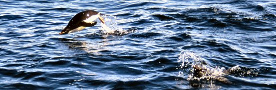 [AdelieJumpOut.jpg]
Adelie penguin swimming fast and jumping out of the water.