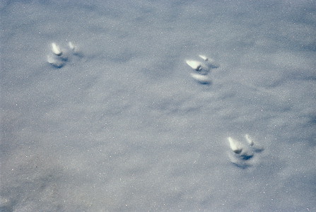 [AdeliePenguinFootsSteps.jpg]
Adelie penguin footsteps on snow.