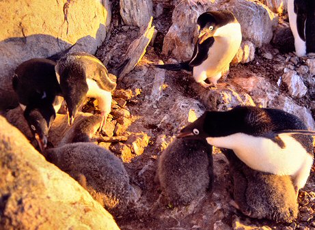 [AggressiveAdelie.jpg]
Adult adelie penguins aggressive towards a chick out of his own nest.