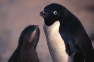[AnimAdelieFeed.gif]
Sequence showing an adult feeding his chick by regurgitation.