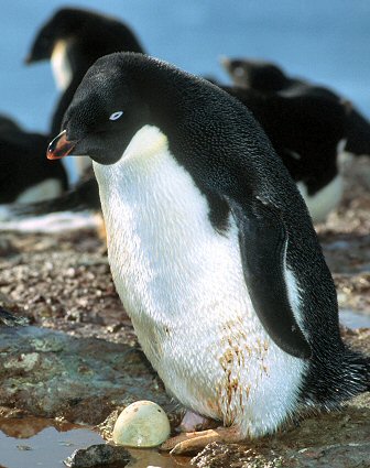 Penguin Nest