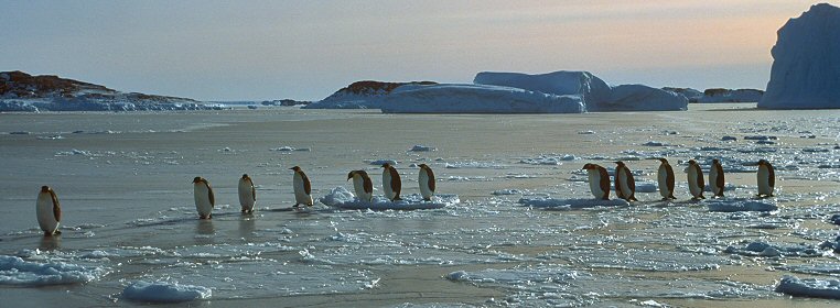 [EmperorArrivalLine.jpg]&#10;Emperor penguins arriving in a single column in autumn, on a barely frozen ocean.&#10;[Click here to PURCHASE this image in high-resolution]