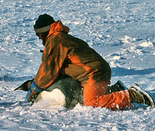 [EmperorCapture.jpg]
Capture d'un empereur pour des études de biologie sur le métabolisme des graisses et l'adaptation au froid.