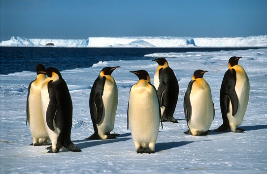 [EmperorsSpring.jpg]
Emperor penguins on the edge of the ice shelf, ready for departure in spring. This image is actually used in Al Gore's presentation An Inconvenient Truth