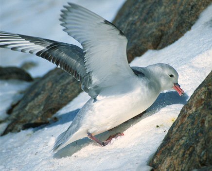 [FulmarCleanNest.jpg]
An antarctic fulmar (or southern fulmar, Fulmarus glacialoides) removing the snow from its nest after arriving in spring. Those nest are on the cliff just below the building where we slept.