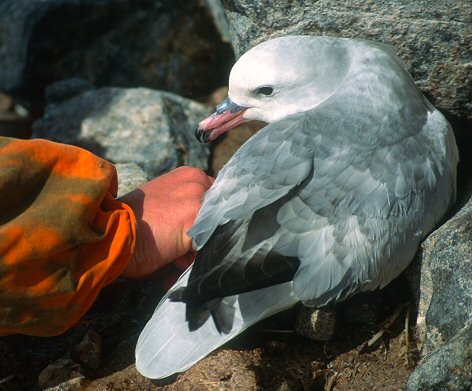 [FulmarControl.jpg]
Antarctic fulmar being controlled by an ornithologist