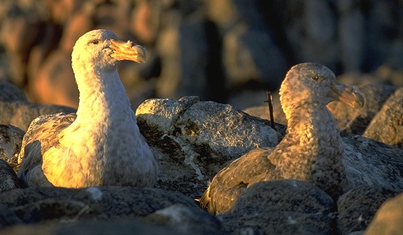 [GiantPetrel.jpg]
Giant petrels on their nests.