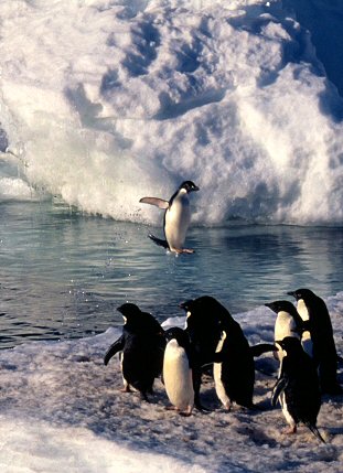 [JumpingAdelie.jpg]
A flying penguin ! An Adelie penguin jumps out of the water onto the ice to join a group. Sound effect: adult adelie penguin.