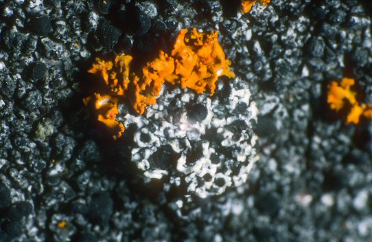 [Lichen.jpg]
Antarctic lichen