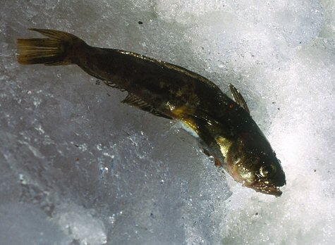 [Notothenia.jpg]
Notothenia Rossi, one of the 19 species of fish found near DdU.