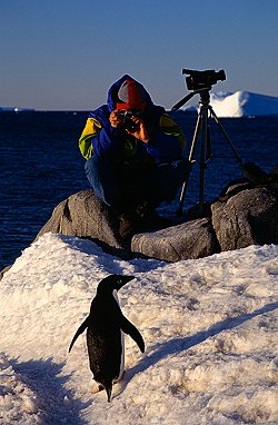 [PenguinPhoto.jpg]
A penguin taking a pause for a photographer