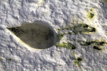 [PenguinShit.jpg]
Hole left by the body heat of an Adelie penguin who waited out a storm for several days... with skidmarks ! And those are feathers at the bottom of the hole.
