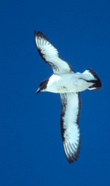 [PetrelCapeFlight.jpg]
Cape petrel in flight.