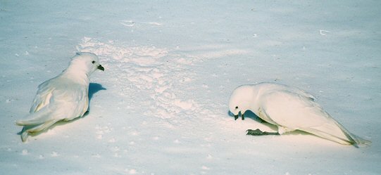 [PetrelSnowClean.jpg]
Snow Petrel cleaning up the sea salt off their feathers by rolling in snow.