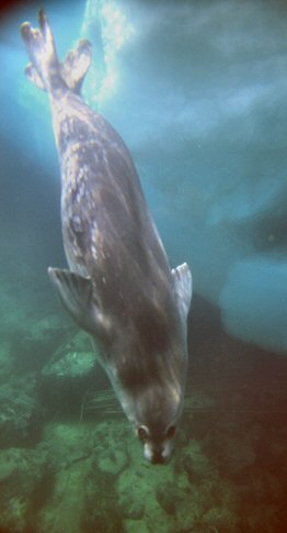 [SealUnderWater.jpg]
A young seal underwater. Attracted by the noise of my camera it came close and touched it with its nose.