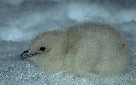 [SkuaChick.jpg]
Skua chick resting on ice.