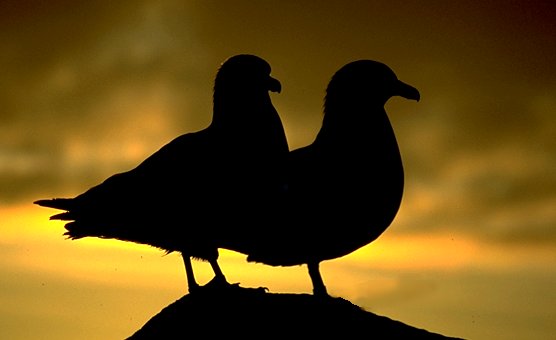  SkuaCouplejpg Couple of skuas in the sunset