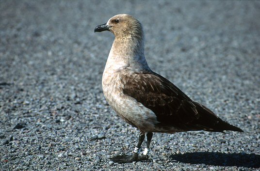 Pictures Of Arctic Skua - Free Arctic Skua pictures 