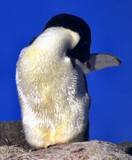 [SleepingPenguin.jpg]
A sleeping adelie penguin, with his head under his flipper.
