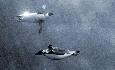 [WaterPenguins.jpg]
And after being over the icy water, here's what's underneath in this challenging shot: penguins are very fast underwater and the water temperature is a little low for me to stay for very long, particularly since I had _no_ diving equipment...