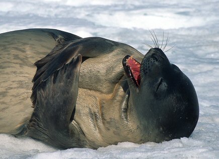 antarctic animals form