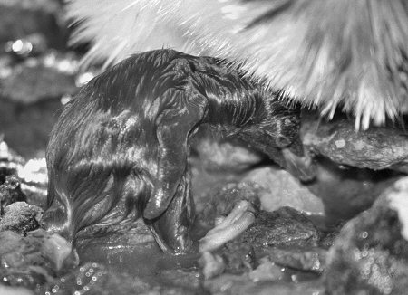 [WetChick.jpg]
A wet Adelie penguin chick that will die in a few minutes. Falling in freezing water is deadly when you are a baby penguin.