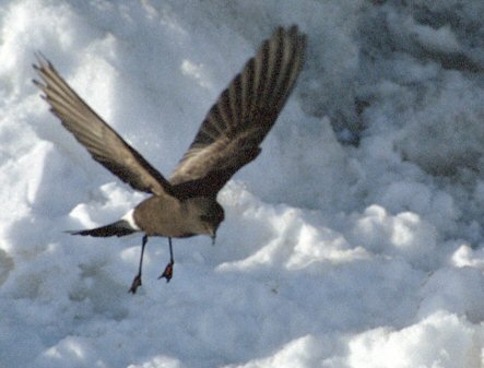 [WilsonFlight.jpg]
Rare picture of a Wilson petrel in flight.