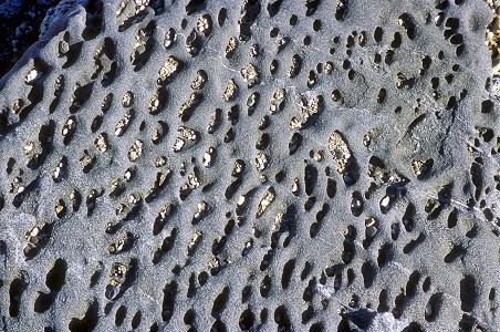 [RockCheeseHoles.jpg]
Wind carved rock near Terra Nova Bay.