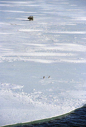 [SeaIcePenguinsCar.jpg]
Penguins and a 4x4 near the edge of the sea-ice.