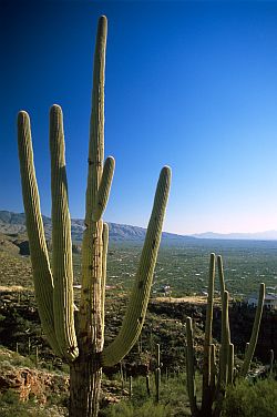 [SaguaroCactus.jpg]
Saguaro Cactus in front of Tucson, Arizona, 2003
