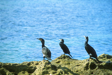 [Cormorans.jpg]
Cormorants watching over their fishing grounds.