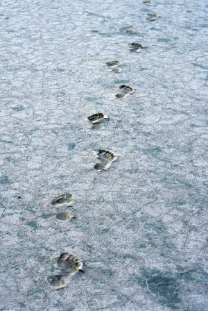 [SaltLakeFootsteps.jpg]
Footsteps on the salt lake.