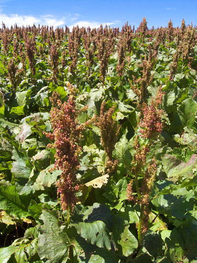 [20080724_124721_Rumex.jpg]
A field full of Rumex Acetosa, an alpine cousin of sorrel and very common at that whose leaves are good to make wrappers around for instance barley. It used to be called the Monk's salad, but is now entirely forgotten. Pretty good to eat though.