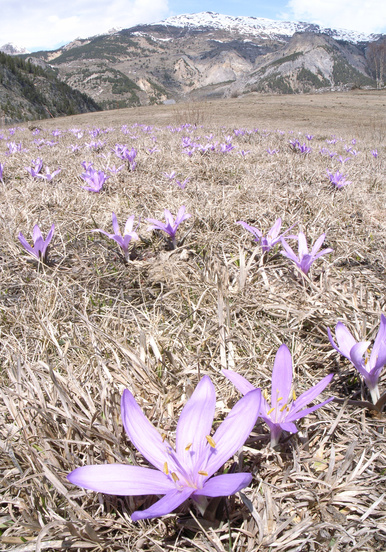 [20060417_CrocusFGBG.jpg]
Crocus flowers growing on the freshly thawed out fields of Les Laus.