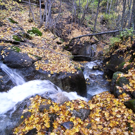 [20061022-RiversOrangeLeavesVPano_.jpg]
Stream running through fallen leaves in autumn.