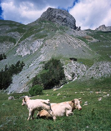 [RocheRobert_Cows.jpg]
Cows at Roche Robert, massif des Cerces.
