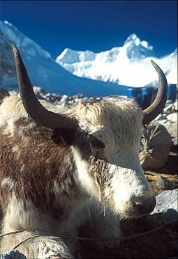 [Yak.jpg]
A yak with icy tears in the cold morning air at Base Camp.