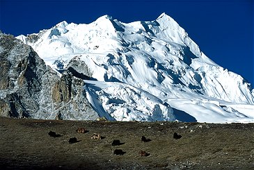 [YakMountain.jpg]
The yaks grazing on the moraine dominating the glacier in the morning at Intermediate Camp, on the walk between Drive Camp and Base Camp.