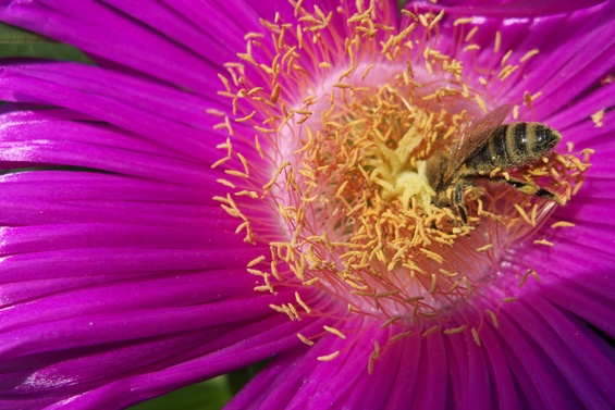 [20100422_153725_MacroCactusFlower.jpg]
Bee on a cactus flower on the island of Hvar, Croatia.