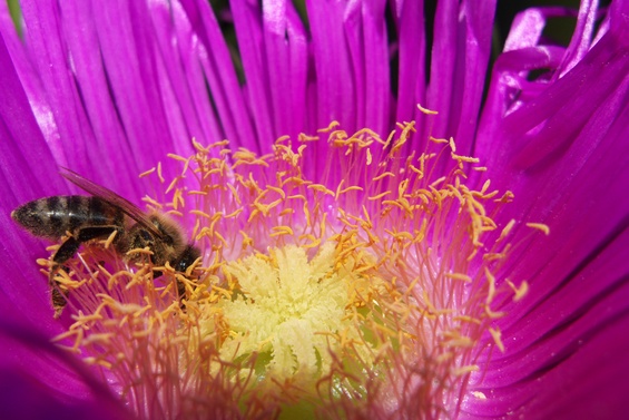 [20100422_153905_MacroCactusFlower.jpg]
Bee on a cactus flower.