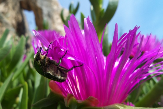 [20100422_154045_MacroCactusFlower.jpg]
Beetle trying to reach the nectar on the flower.