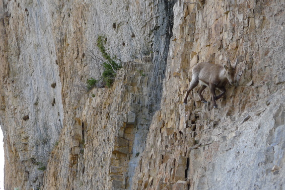 [20110411_163737_Chamois.jpg]
Mountain goat putting on a show of his climbing prowess.