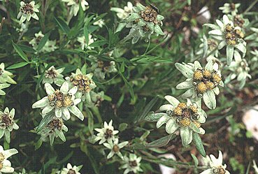 [Edelweiss.jpg]
A patch of Edelweiss, the famous Alpine Stars.