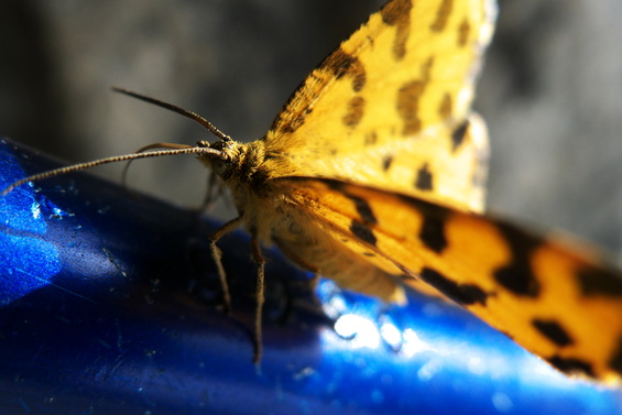[20110507_140543_CascadeVillard.jpg]
A butterfly which was trying to inseminate my locking binner.