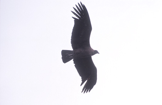 [Condor.jpg]
Luck. There's no other word for it when a great Condor flies just a couple meters above you on your first hike in a National Park, here near Cotopaxi.